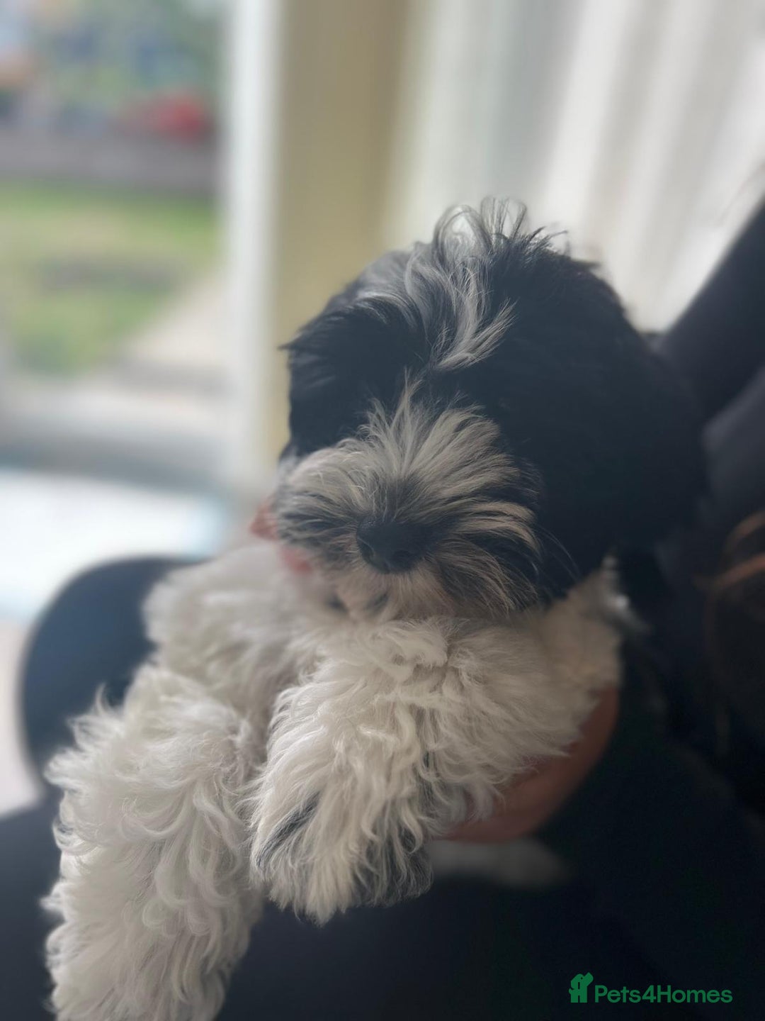 Havanese dogs for sale: Show quality litter of kc reg havanese puppies in Lincoln - Image 13