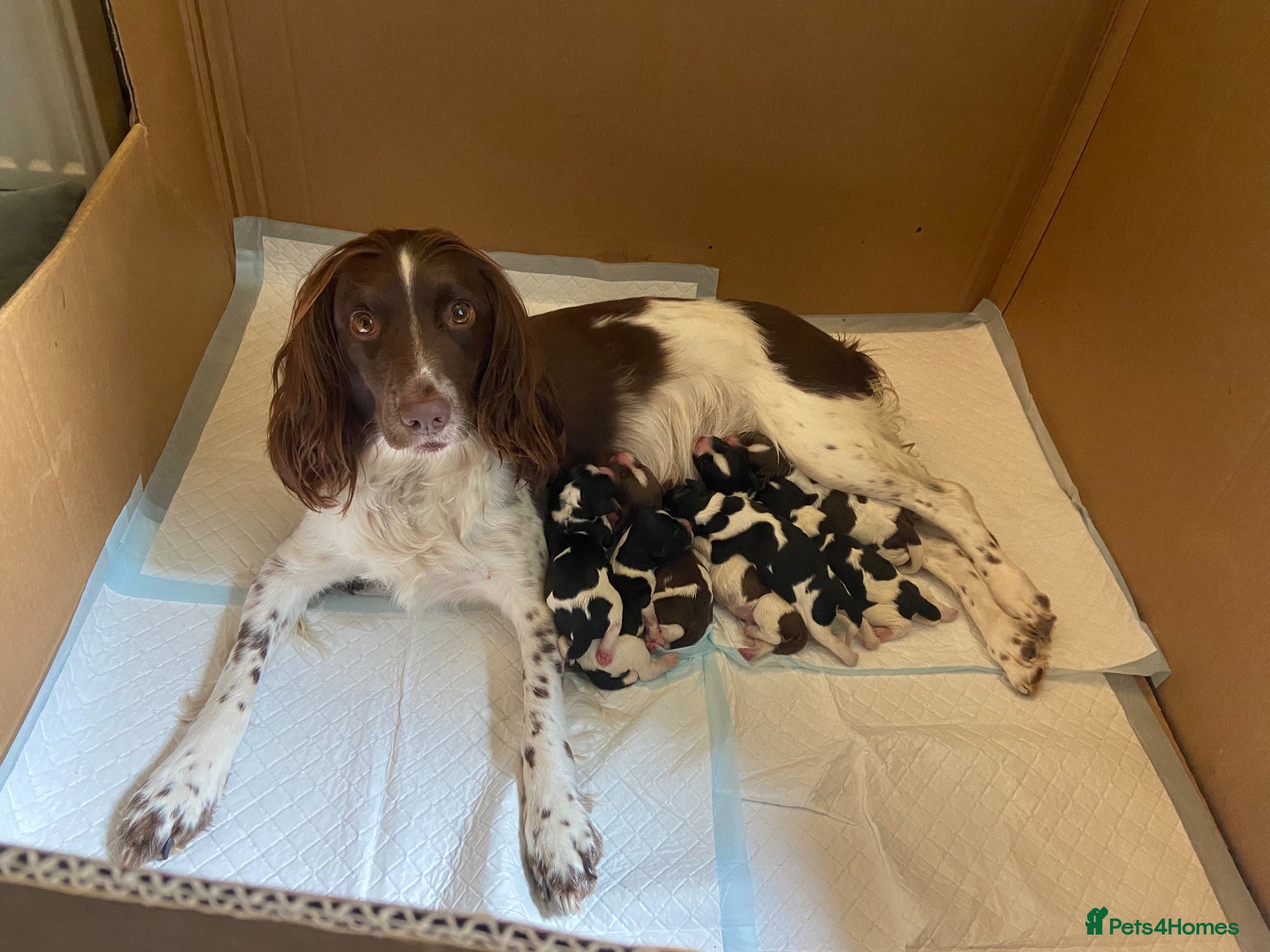 English Springer Spaniel dogs Springer spaniel puppies  - Advert 18