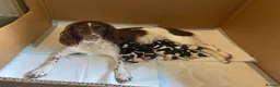 English Springer Spaniel dogs for sale: Springer spaniel puppies  - Advert 7