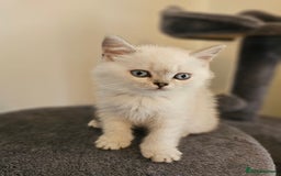 British Longhair cats for sale: snow white kittens - Image 17