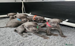 Whippet dogs for sale: excellent litter of Kc reg blue whippet puppies  - Image 2