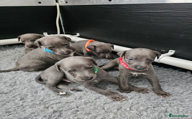 Whippet dogs - Advert 1