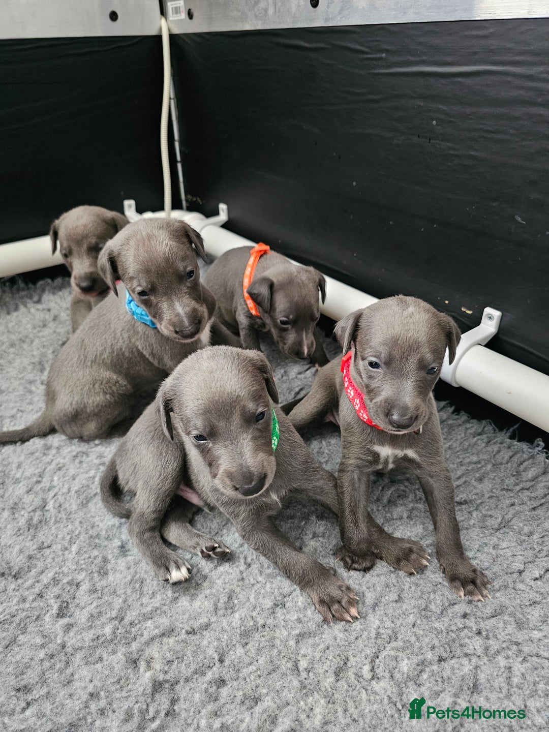 Whippet dogs for sale: excellent litter of Kc reg blue whippet puppies  - Image 2