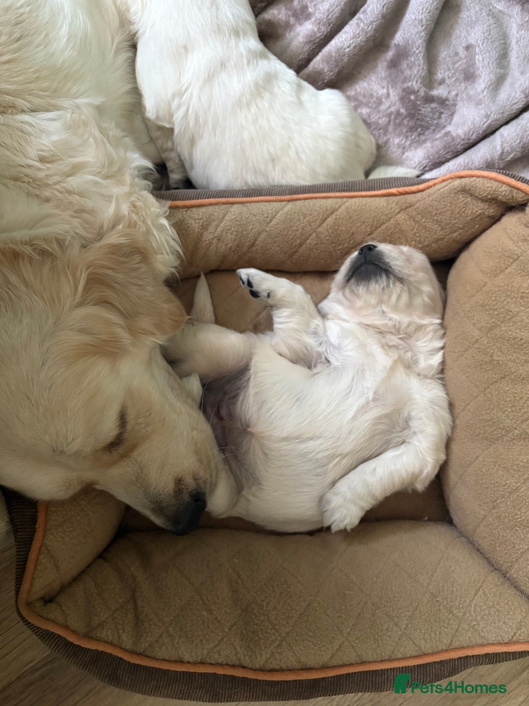 Golden Retriever dogs for sale: KC registered Golden retriever boy puppy - Advert 6