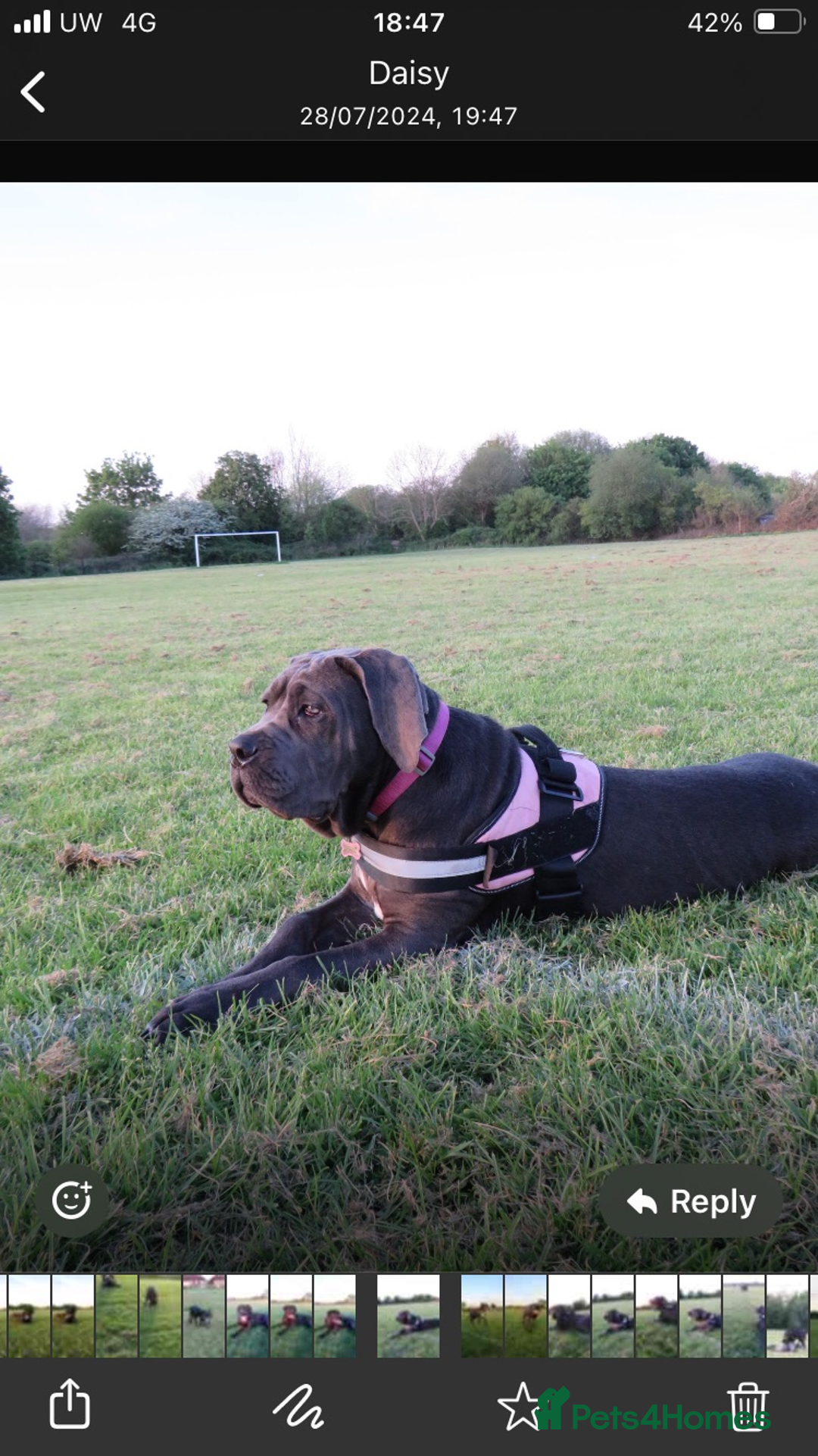 Cane Corso dogs for sale: cane corso puppies  - Image 27