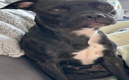 Mixed Breed dogs for sale: 2 Year Old Staffie - Image 1