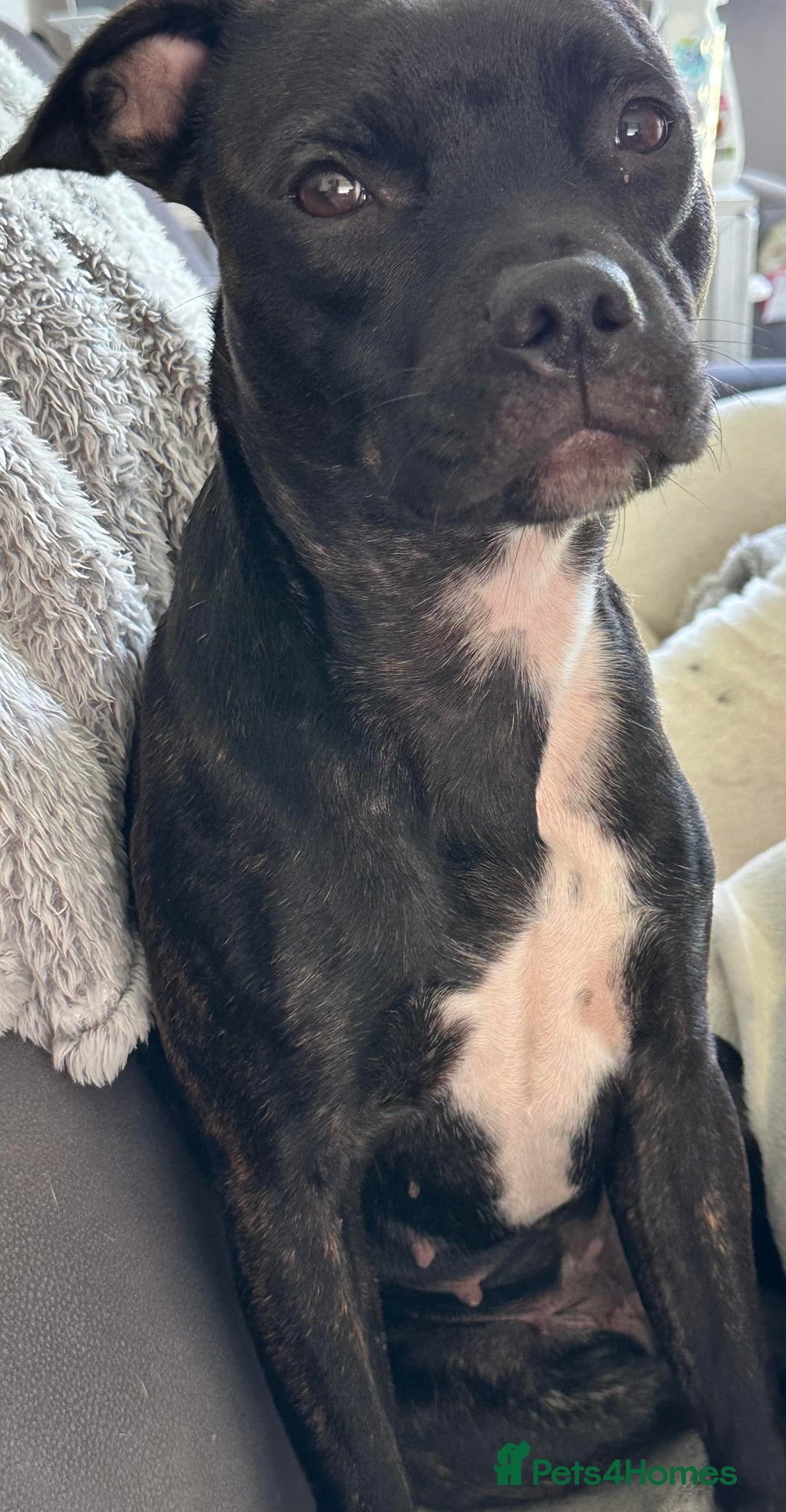 Mixed Breed dogs for sale: 2 Year Old Staffie - Image 1