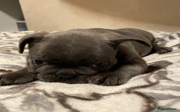 French Bulldog dogs for sale: French bulldog puppy’s  - Image 7