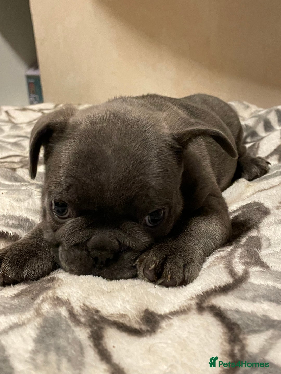 French Bulldog dogs for sale: French bulldog puppy’s  - Image 7