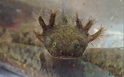 Axolotl reptiles for sale: Axolotls  - Image 9