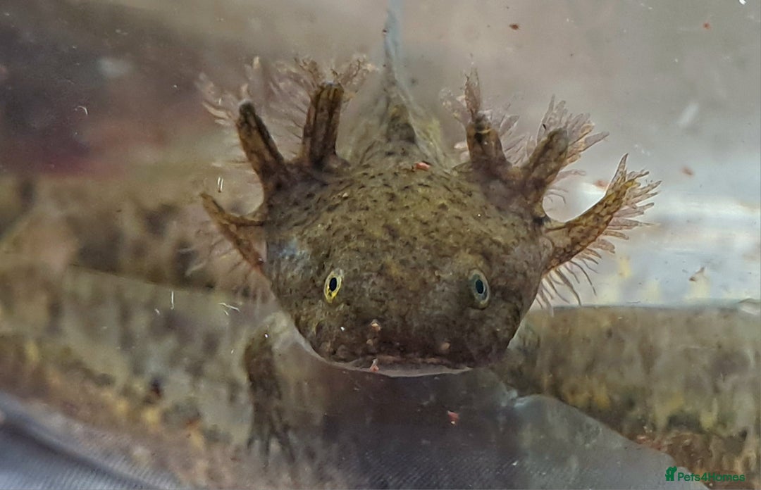 Axolotl reptiles for sale: Axolotls  - Image 9