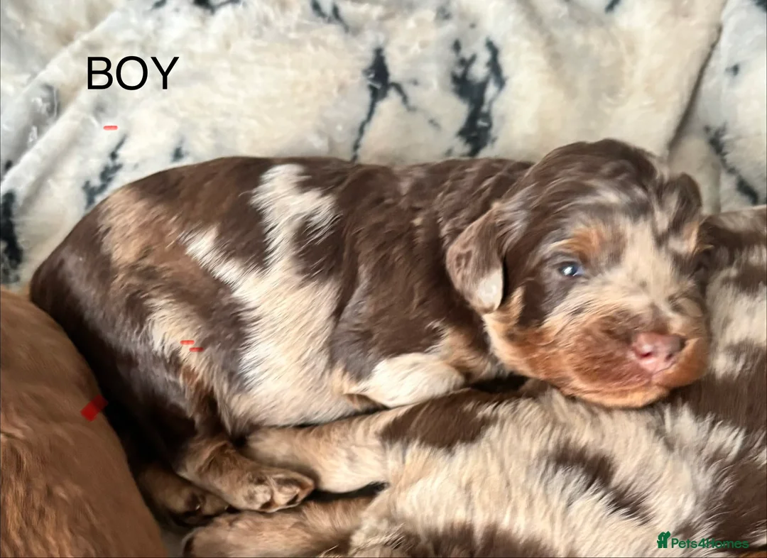 Cockapoo dogs for sale: F1B Pups - Advert 8