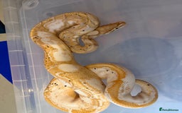 Snake reptiles for sale: Balls and boas - Image 2
