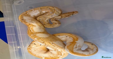 Snake reptiles - Advert 7