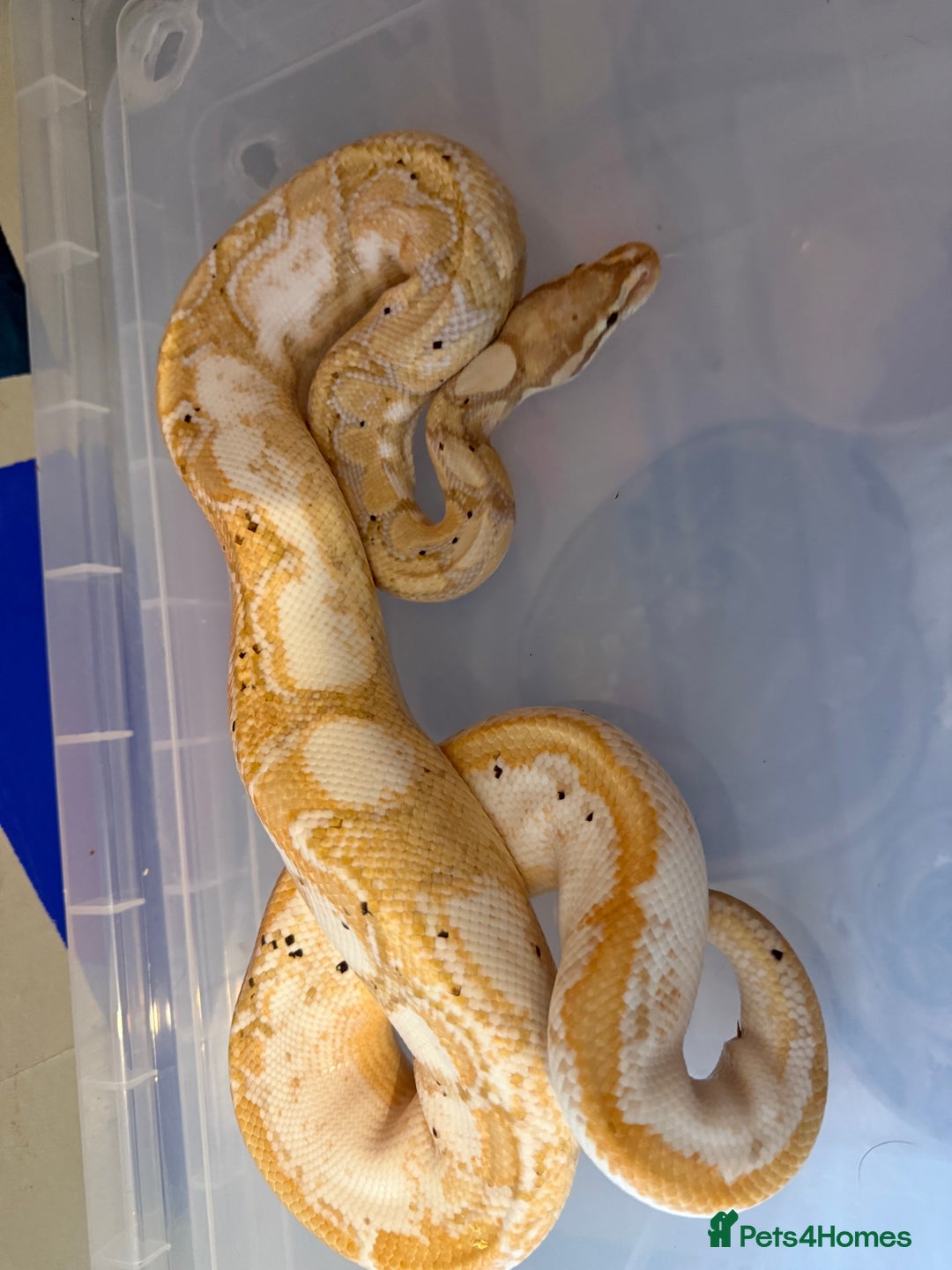 Snake reptiles for sale: Balls and boas - Image 2