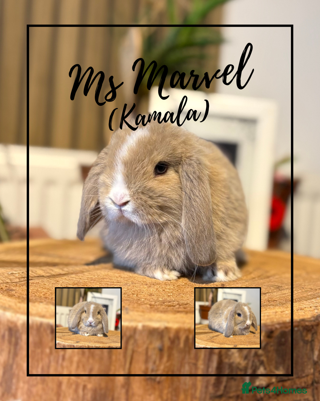 Mini Lop rabbits for sale: Mini Lop Girls looking for loving homes - Advert 4