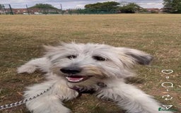 Mixed Breed dogs for adoption: Rufus  - Image 6