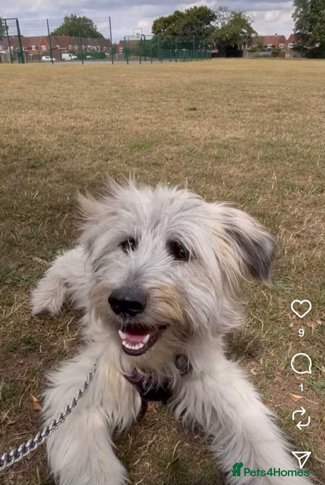 Mixed Breed dogs for adoption: Rufus  - Image 6