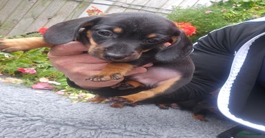 Miniature Dachshund dogs - Advert 14