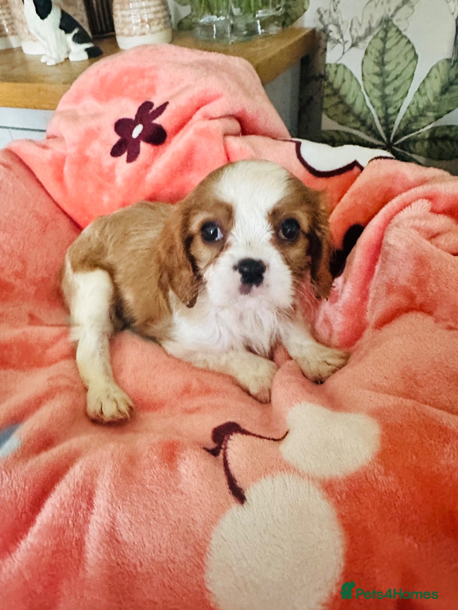 Cavalier King Charles Spaniel dogs 6 SWEET LITTLE BEAUTIES 2 boys 4 girls  - Advert 8