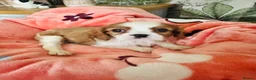 Cavalier King Charles Spaniel dogs for sale: 6 SWEET LITTLE BEAUTIES 2 boys 4 girls  - Advert 1