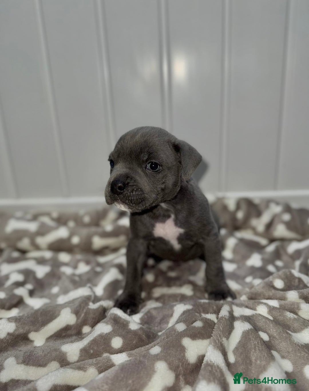 Staffordshire Bull Terrier dogs for sale: Blue Staffordshire Bull Terrier Champion Pup - Advert 6