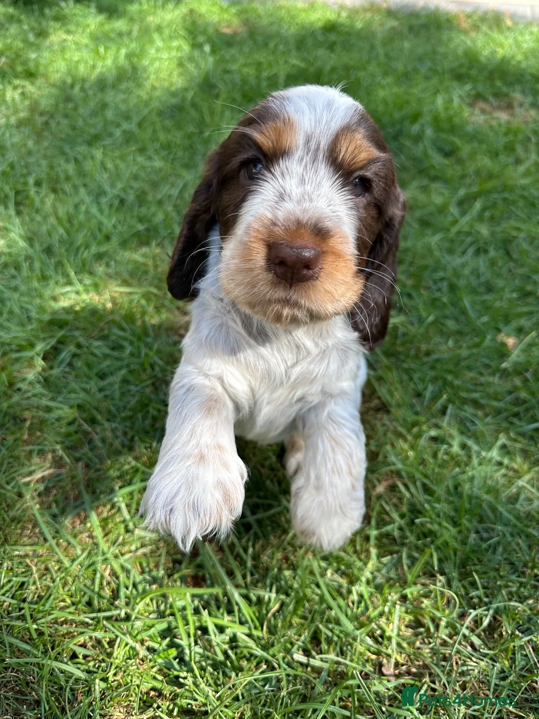 Cocker Spaniel dogs for sale: Beautiful chocolate/tan roan girl - Advert 2