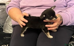 Chihuahua dogs for sale: Show potential smooth coat Chihuahuas  - Image 9