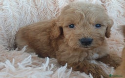 Cockapoo dogs for sale: Cockapoo Puppies PRA UNAFFECTED  - Image 10