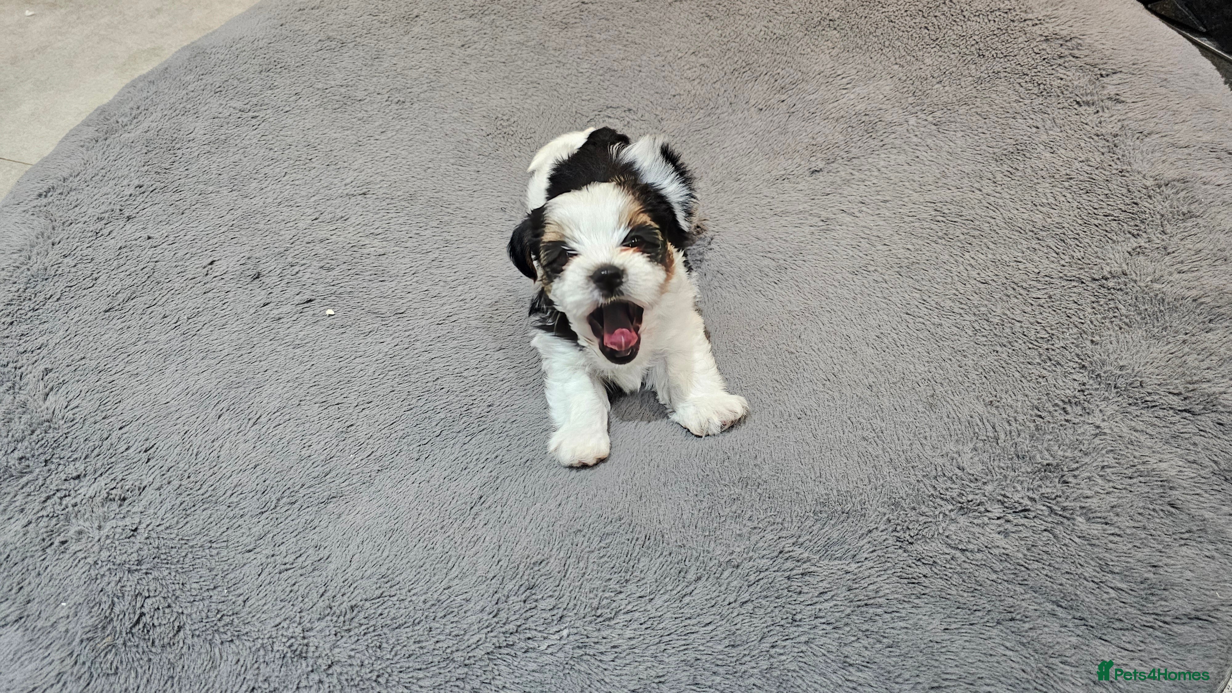 Yorkshire Terrier dogs 3 boys biewer yorkshire terrier.  - Advert 17