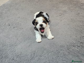 Yorkshire Terrier dogs 3 boys biewer yorkshire terrier. - Advert 9