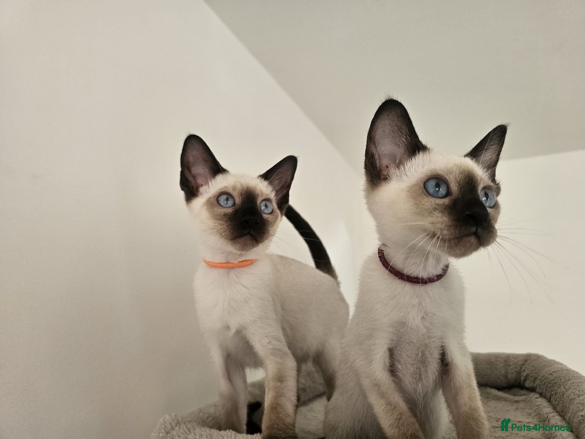 Siamese cats Wonderful Siamese Kittens Ready to leave - Advert 2
