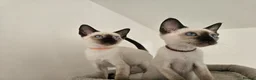 Siamese cats for sale: Wonderful Siamese Kittens Ready to leave - Advert 1
