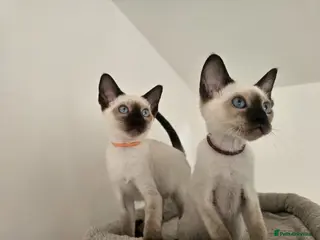 Siamese cats Wonderful Siamese Kittens Ready to leave - Advert 2