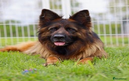 German Shepherd dogs for sale: 🐾🖤 Top-Quality Purebred German Shepherd Puppies - Image 11