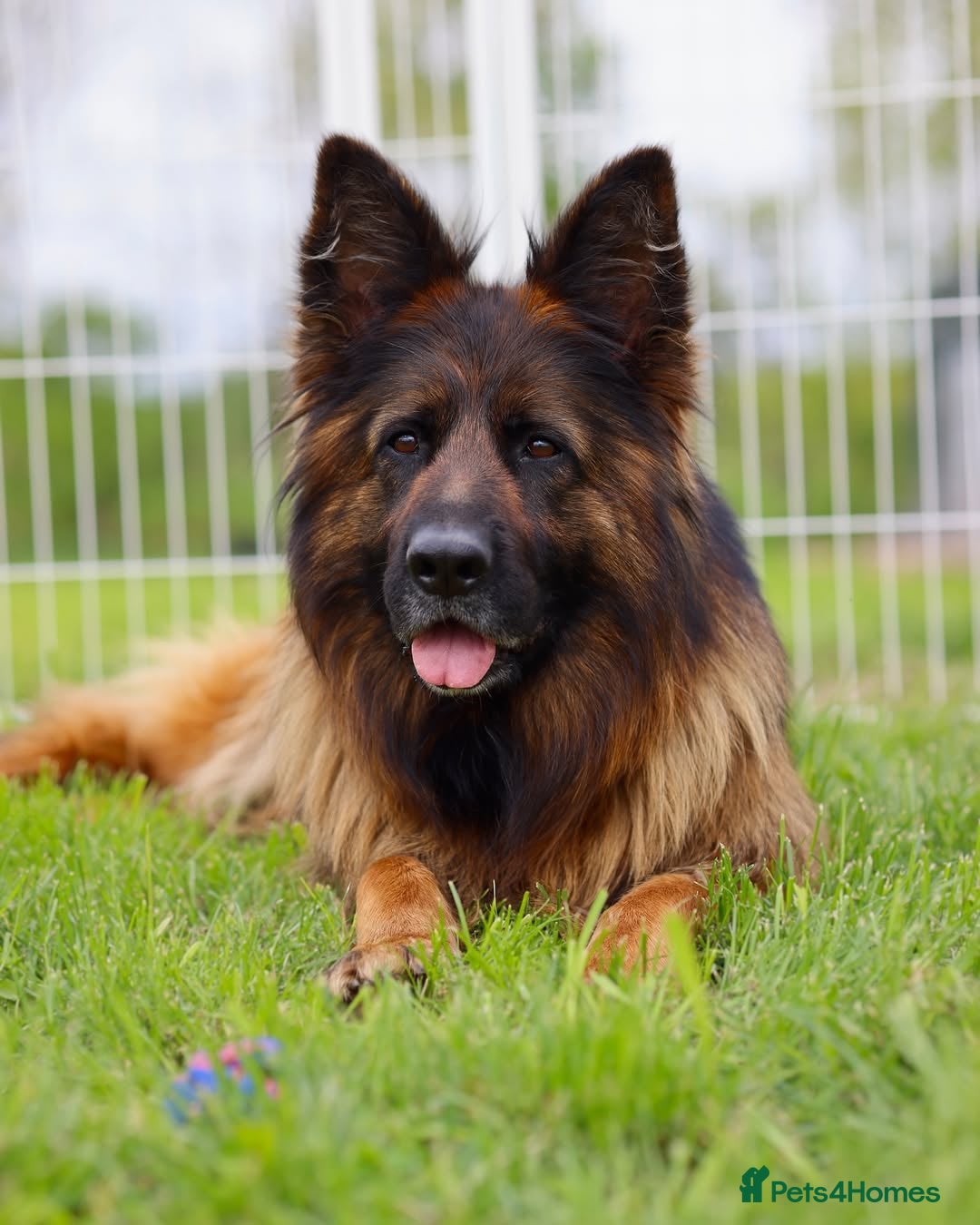 German Shepherd dogs for sale: 🐾🖤 Top-Quality Purebred German Shepherd Puppies - Image 11
