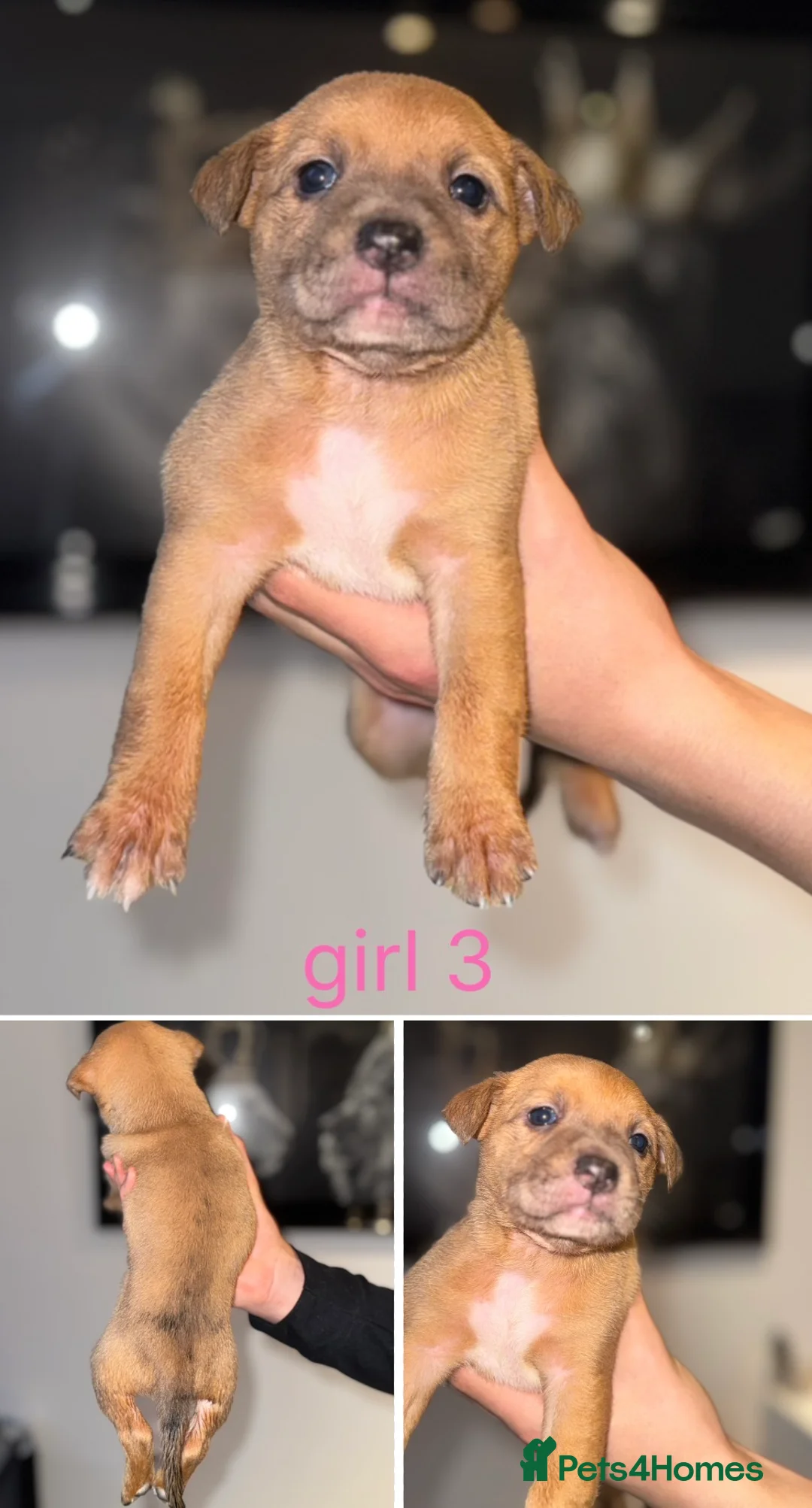 Mixed Breed dogs for sale: Border collie x staffordshire bull terrier pups - Advert 5