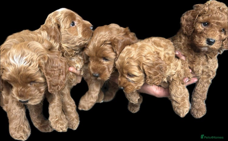 Cockapoo dogs - Advert 7