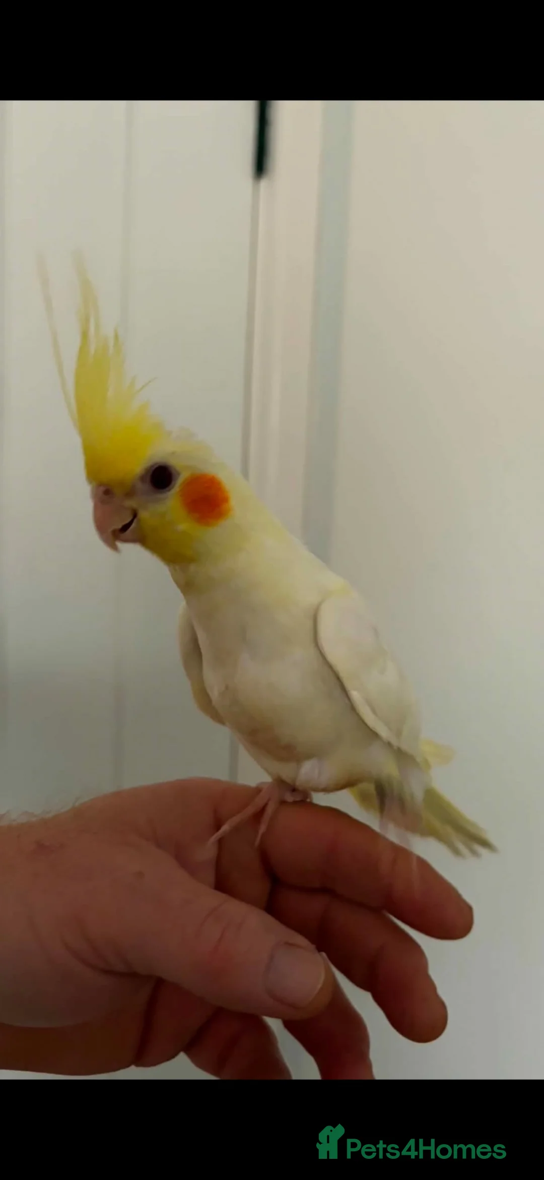 Parrots birds for sale: 2 conure and 4 cockatiels  - Advert 2