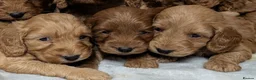 Cockapoo dogs for sale: Quality F1 Cockapoo puppies  in Ammanford - Advert 2