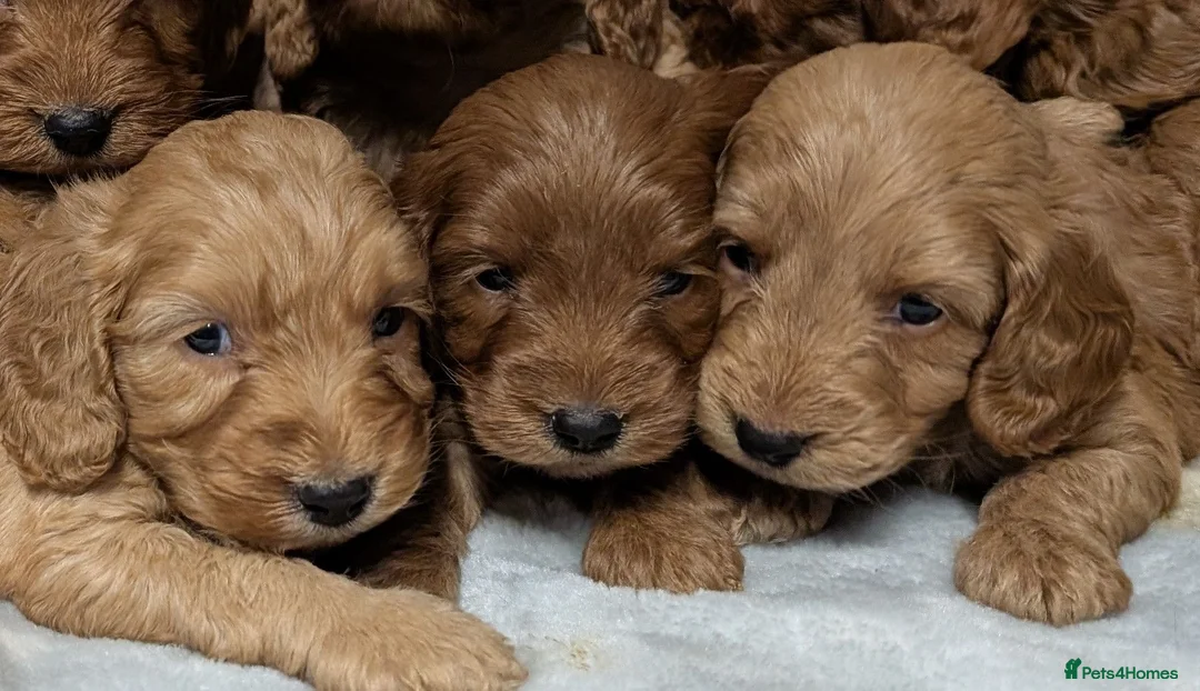 Cockapoo dogs for sale: Quality F1 Cockapoo puppies  in Ammanford - Advert 2