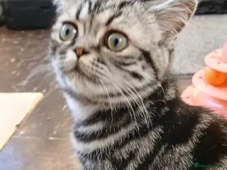 British Shorthair cats Bsh. Silver Classic Tabby .TICA. - Advert 1