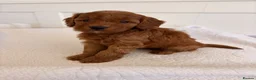 Cockapoo dogs for sale: LICENSED BREEDER HEALTH TESTED COCKAPOOS  - Advert 11