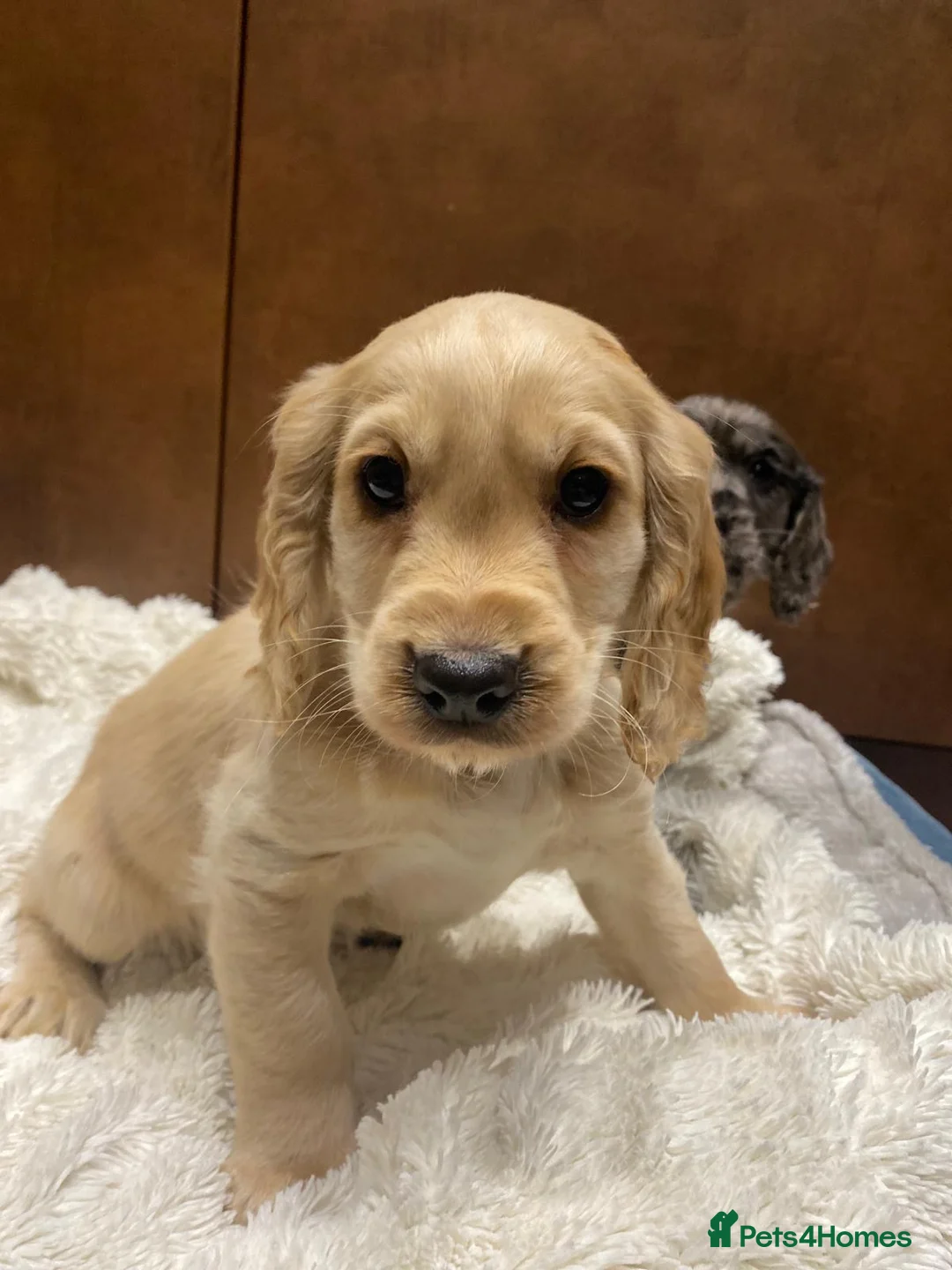 Cocker Spaniel dogs for sale: 🐶 COCKER SPANIEL PUPPIES 🐶  - Advert 12