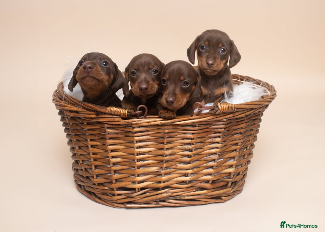 Miniature Dachshund dogs for sale: True Miniature Dachshund Puppies - Advert 1