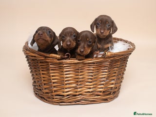 Miniature Dachshund dogs True Miniature Dachshund Puppies - Advert 1