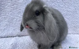 Mini Lop rabbits for sale: Stunning babies various ages vaccinated  - Advert 25