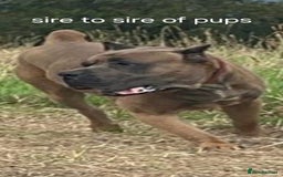 Cane Corso dogs for stud: Russian import cane corso - Image 13