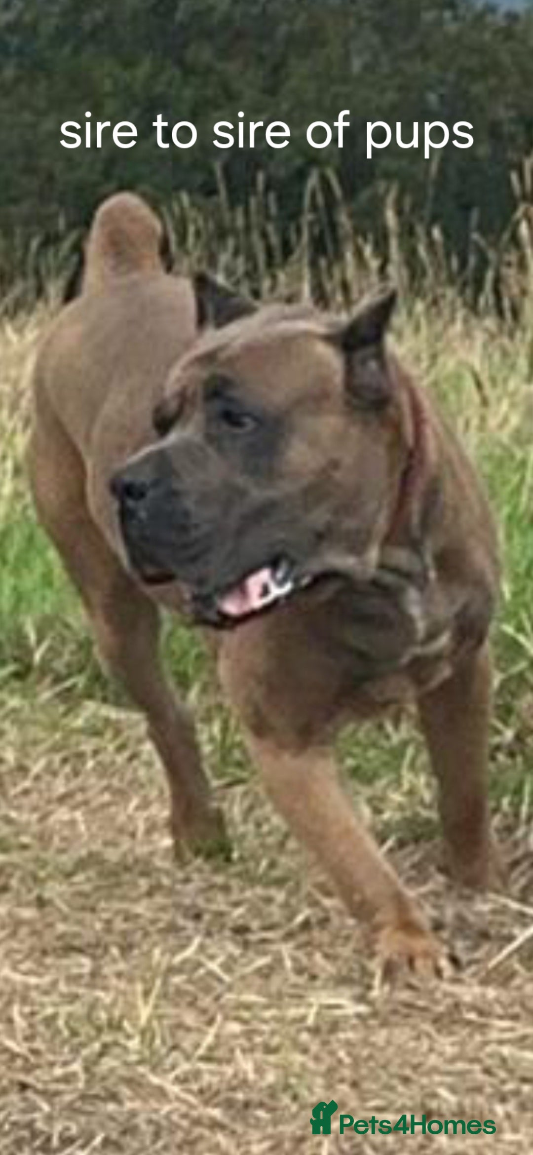 Cane Corso dogs for stud: Russian import cane corso - Image 13