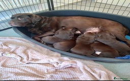 Labrador Retriever dogs for sale: KC Chocolate labrador (Ready To Go Now)🦮 - Image 8